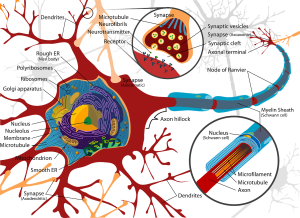 Neuromuscular Therapy NMT